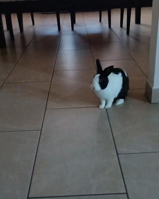 Coniglio nano 6 mesi