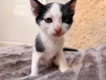 Gattini
