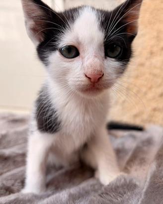 Gattini