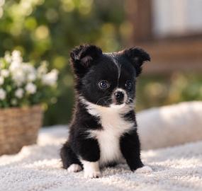 Chihuahua a pelo lungo