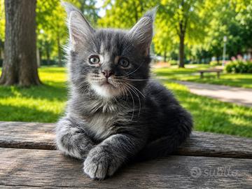 Disponibili cuccioli di maine coon con pedigree