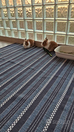 Due conigli testa di leone