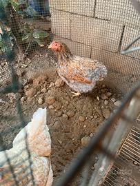 Galline wyndotte