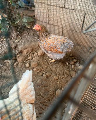 Galline wyndotte