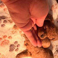 Barboncini pedigree enci