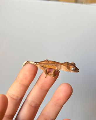 Geco ciliatus Harley Pinstripe