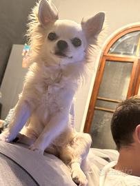 Chihuahua femmina 2 anni pelo lungo