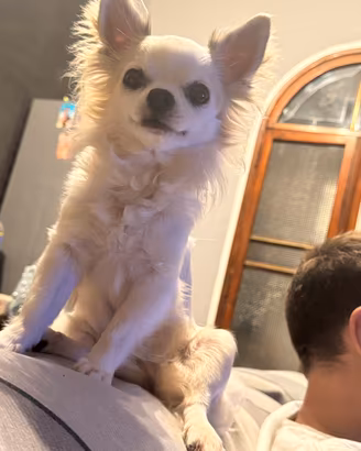 Chihuahua femmina 2 anni pelo lungo