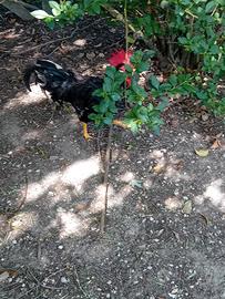 Animali