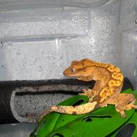 Geco cilliatus