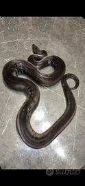 Serpente