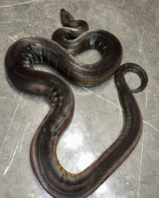 Serpente