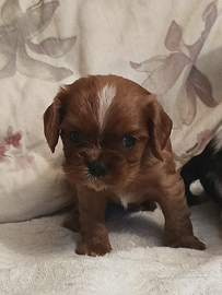Cavalier king con pedigree ENCI