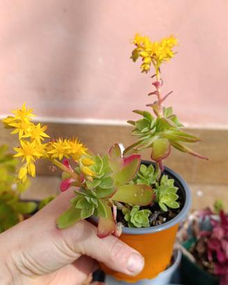 Pianta grassa SEDUM PALMERI Vaso 9 cm Fiori Gialli
