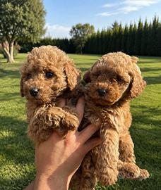 Maltipoo
