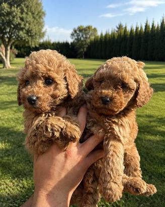 Maltipoo