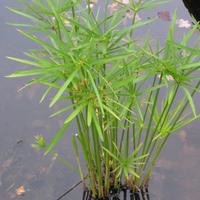 piante acquatiche