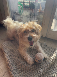 Jack Russel pelo ruvido da monta