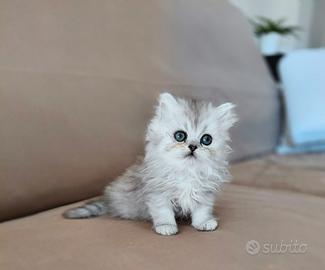 Cuccioli persiani