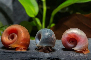Planorbarius lumache acquario