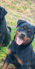 Rottweiler femmina