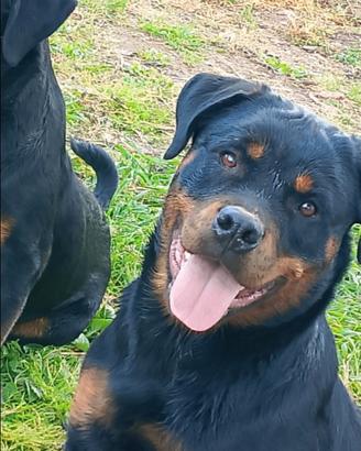 Rottweiler femmina