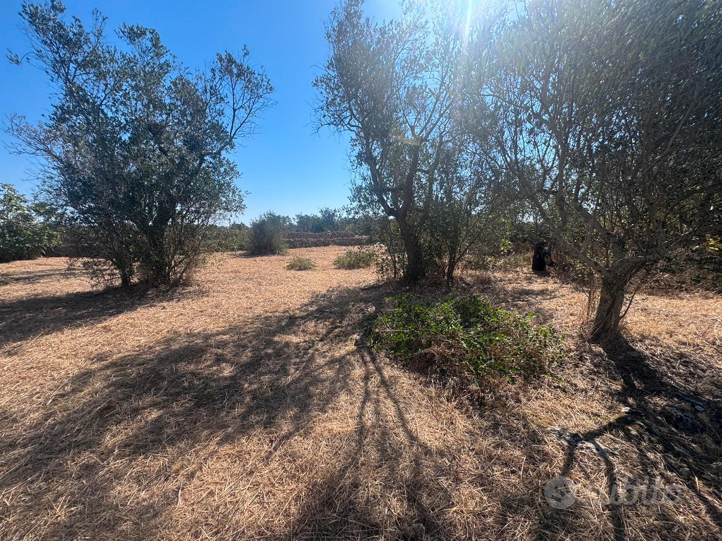 Terreno agricolo nel Salento - Vista 6
