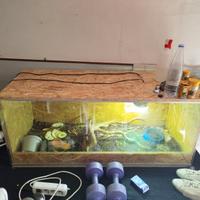 teca terrario rettili in legno