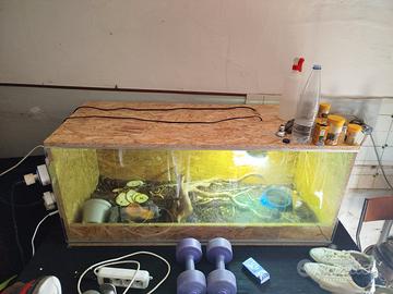 teca terrario rettili in legno