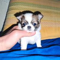 Mini Chihui mini