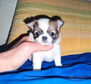 Mini Chihui mini