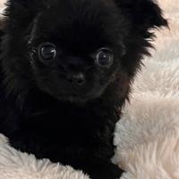 Cuccioli di chihuahua mini