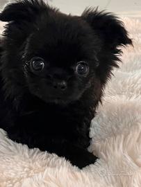 Cuccioli di chihuahua mini