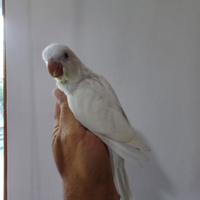 Parrocchetto Monaco albino