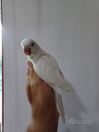 Parrocchetto Monaco albino