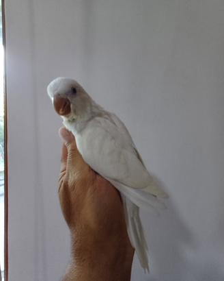 Parrocchetto Monaco albino