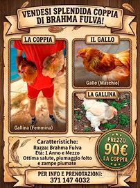 Galline brahama
