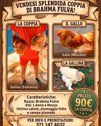 Galline brahama