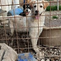 Cane cucciolo in adozione