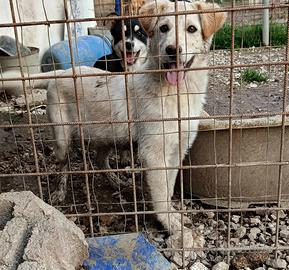 Cane cucciolo in adozione