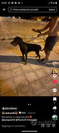 Disponibile cane per monta