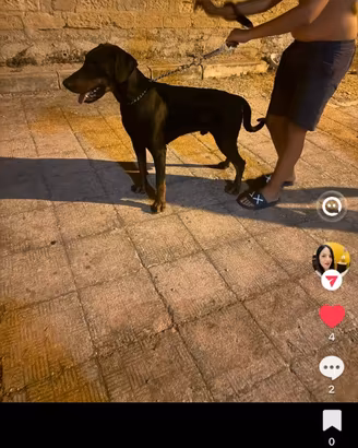 Disponibile cane per monta