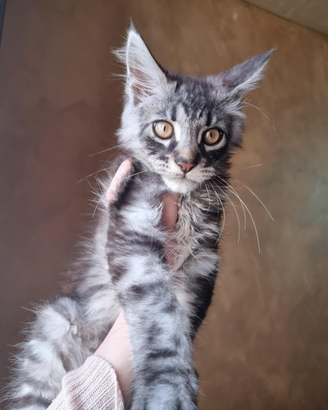 Maine Coon cucciolo 3 mesi
