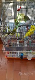 Cocorita