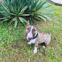 Bull terrier miniature per accoppiamento