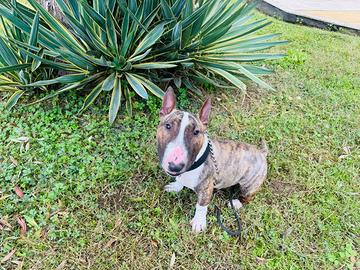 Bull terrier miniature per accoppiamento