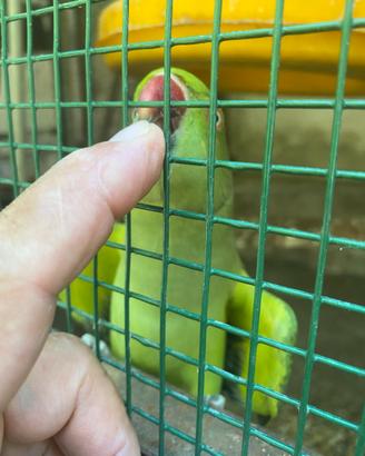 Coppia di Parrochetti dal collare