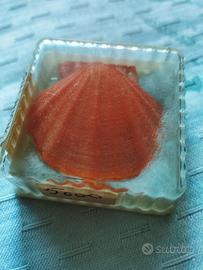 Conchiglia Chlamys Glabra da collezione vintage