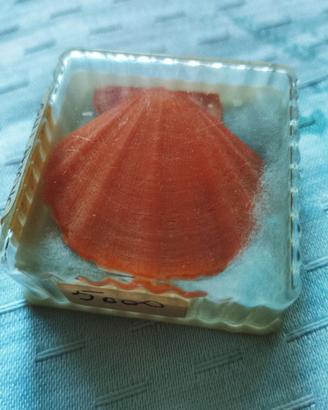 Conchiglia Chlamys Glabra da collezione vintage