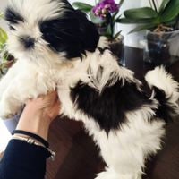 Cuccioli di Shitzu Shih tzu Pedigree Enci